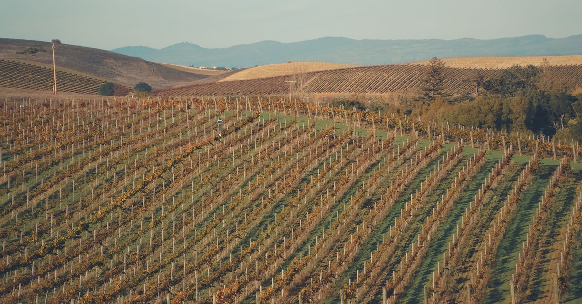 Explore the lush vineyards of Napa Valley, California, showcasing vibrant autumn colors under a bright sky.
