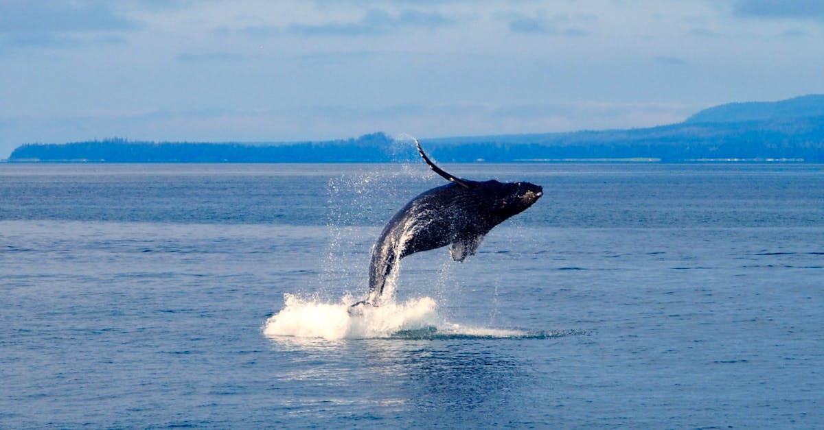 A majestic humpback whale breaches in the pristine waters of Alaska during a bright summer day.