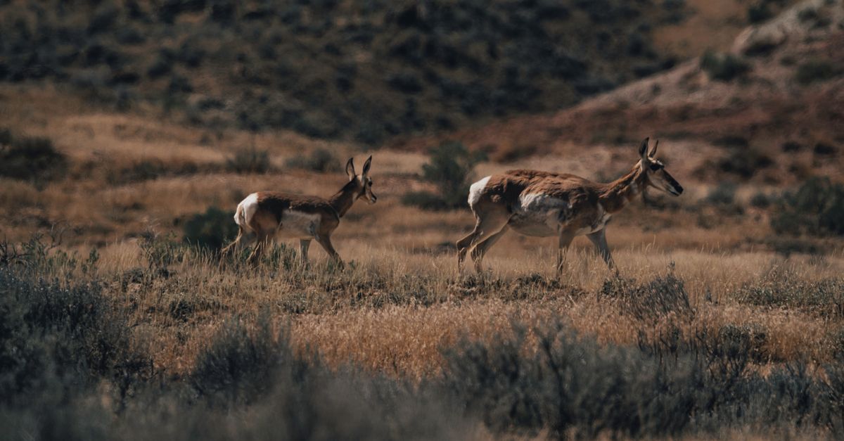 Two pronghorn antelopes roam in a dry, open field, showcasing wildlife beauty.