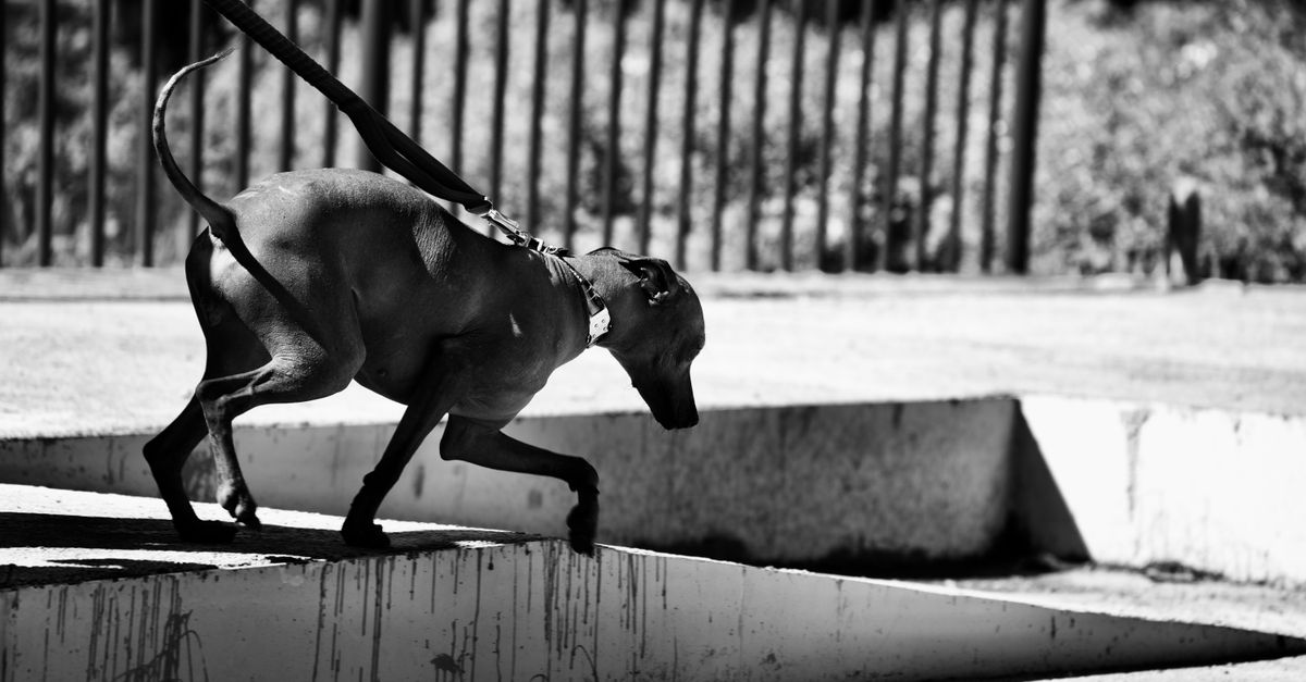 A grayscale image capturing a dog walking on a concrete path, highlighting its sleek form and shadow.