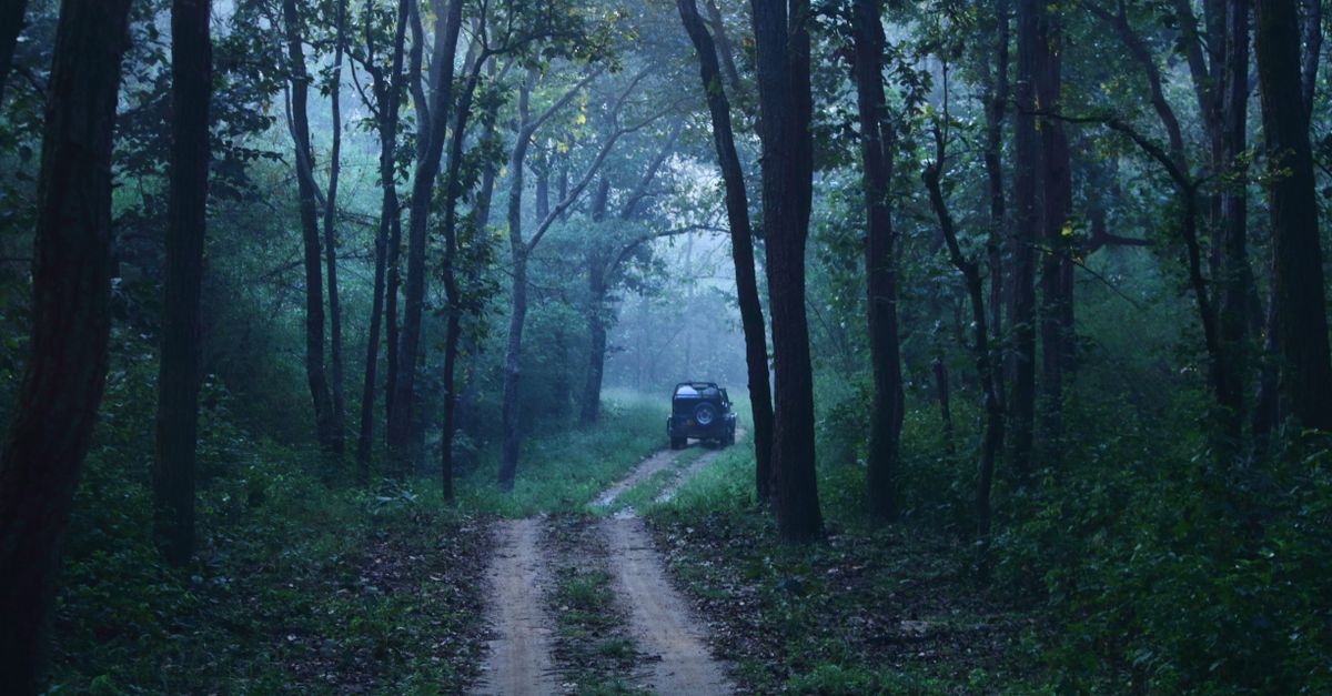 A lone vehicle on a foggy forest road surrounded by misty woodland.