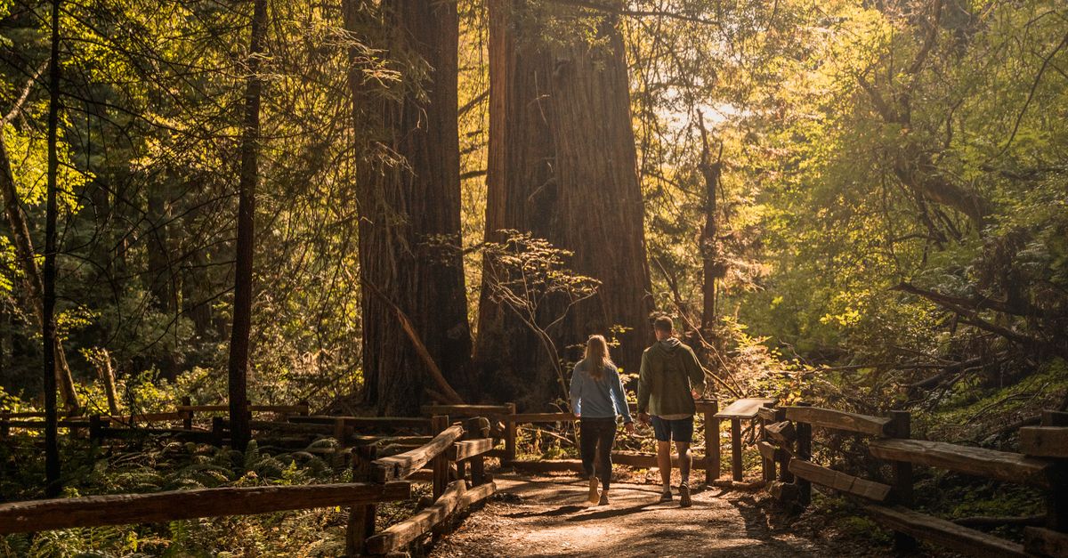 A couple enjoys a serene walk through a sunlit forest path surrounded by tall trees.