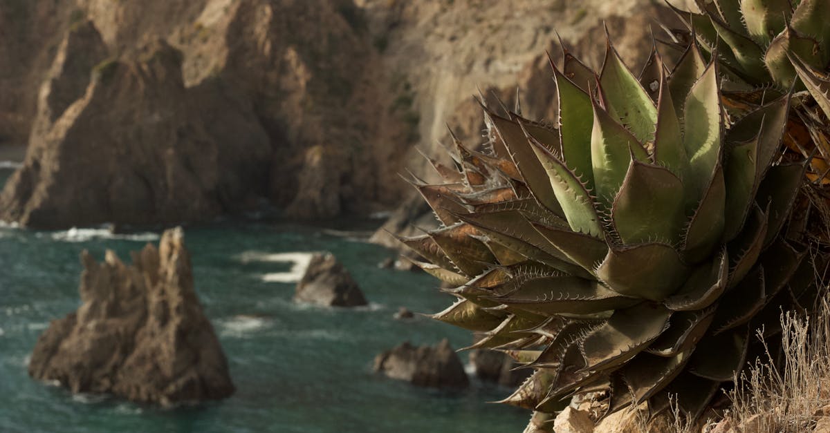 Close-up of agave plants growing on a coastal cliff with rocky ocean backdrop.