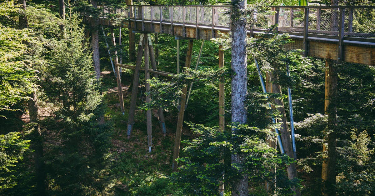 Wooden footbridge amid vibrant trees in a serene forest setting, perfect for nature photography.