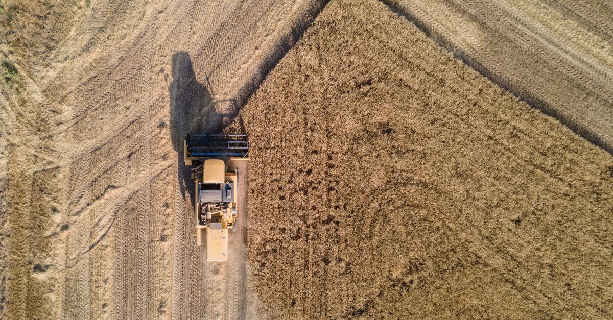 Drone shot capturing a combine harvester working in a golden wheat field during sunny day.