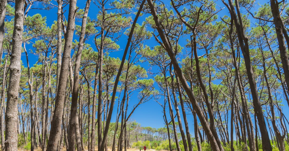 Explore a tranquil forest path surrounded by tall, lush trees under a vibrant blue sky.