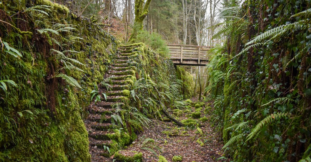 Explore lush greenery and moss-covered stairs in a serene Luxembourg forest passageway.