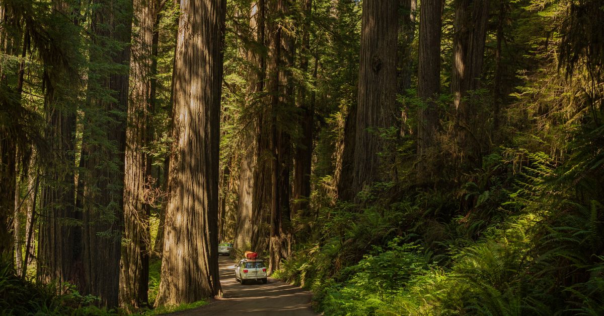 A tranquil road winds through towering redwoods, capturing the essence of adventure and nature's beauty.