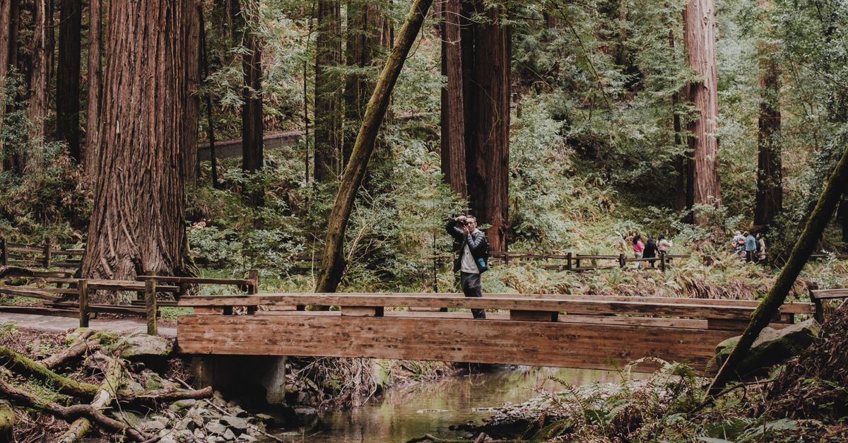 Photographer taking pictures on a wooden bridge amidst towering redwoods.