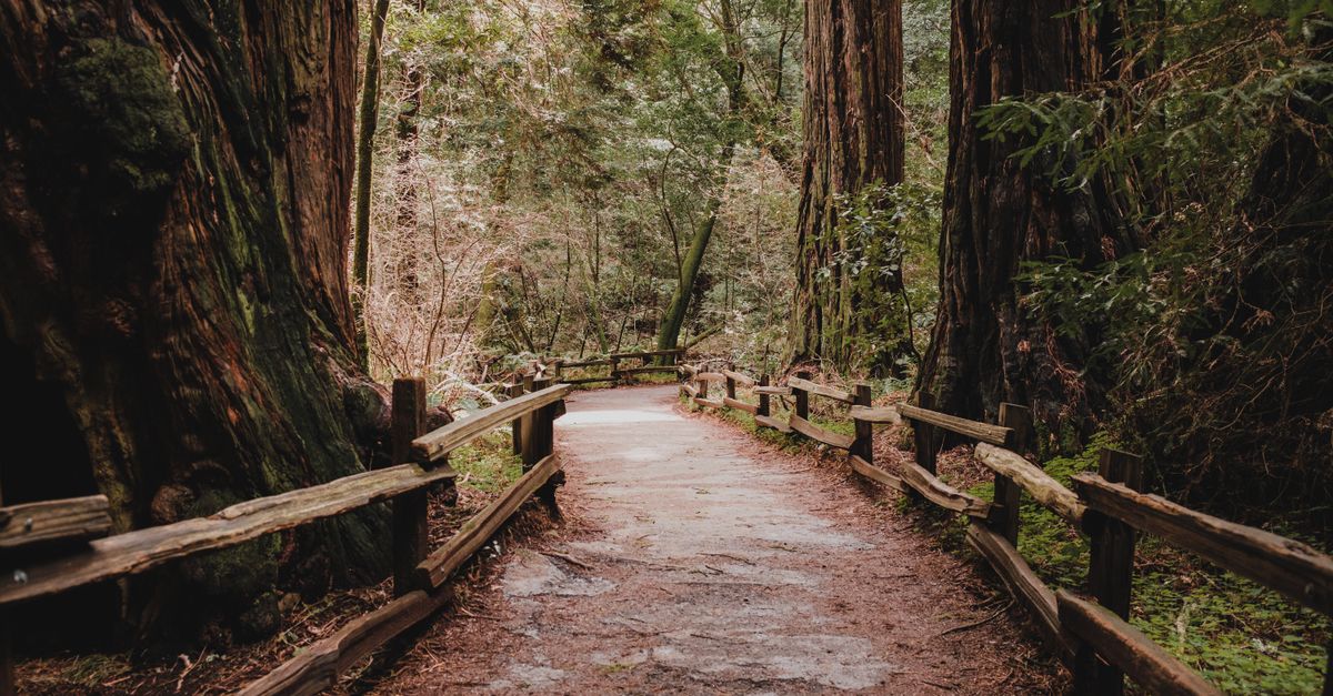 Explore a serene wooded trail surrounded by majestic redwoods in Muir Woods National Monument.