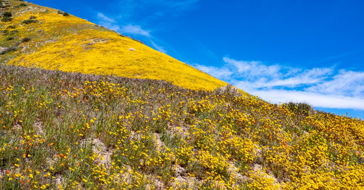 A beautiful hillside covered with vibrant yellow wildflowers under a bright blue sky.