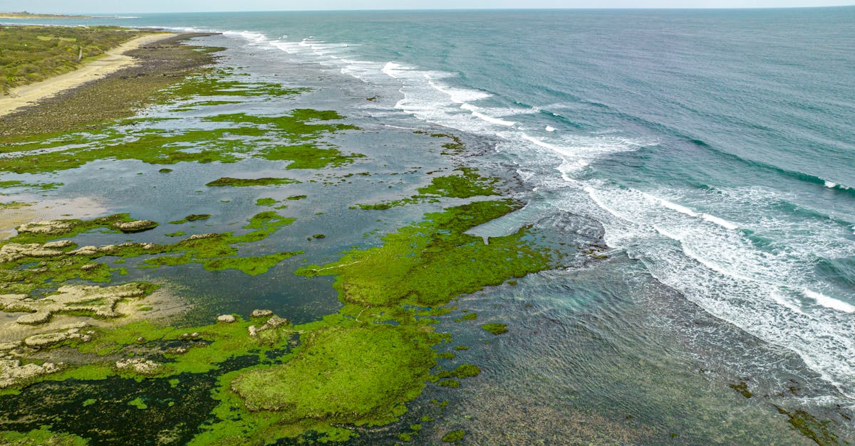 Explore the vibrant coastal landscape of Sanzhi, Taiwan, featuring lush green algae and ocean waves.