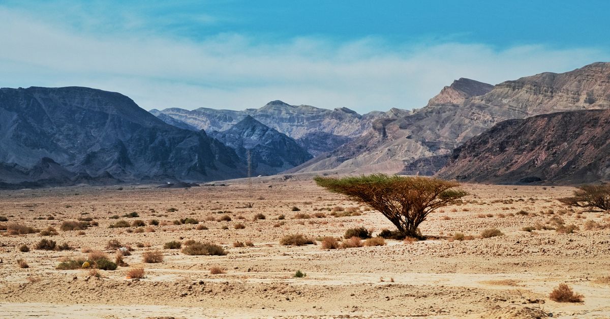 A lone tree stands resilient in a vast arid desert with mountain ranges in the background.