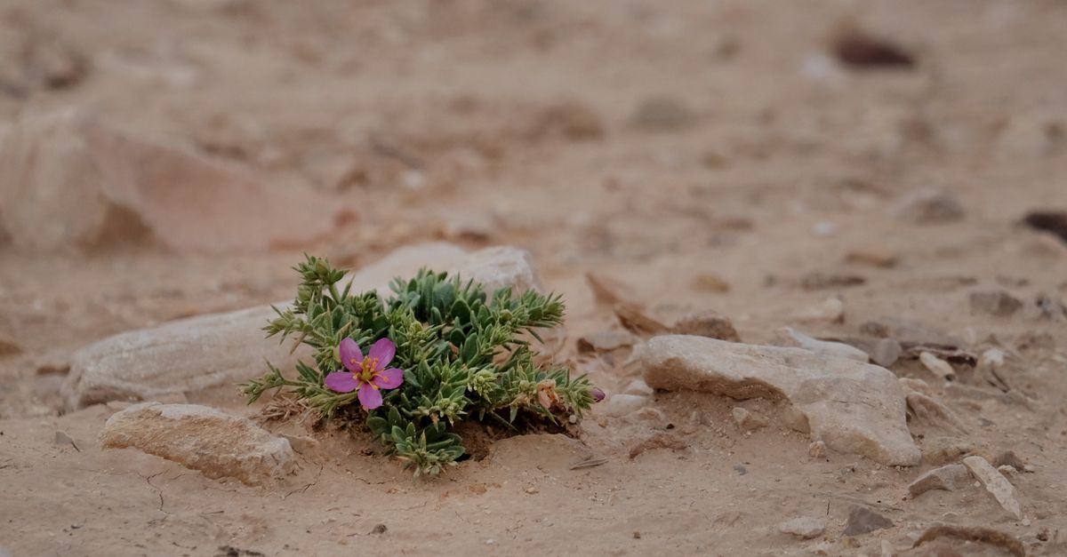 A solitary pink flower growing amidst rocks and sand in a dry desert environment.