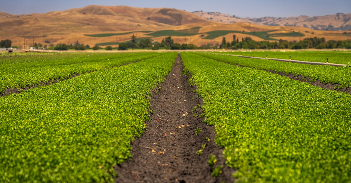 Lush green crops stretch across fertile soil in a vibrant countryside landscape.