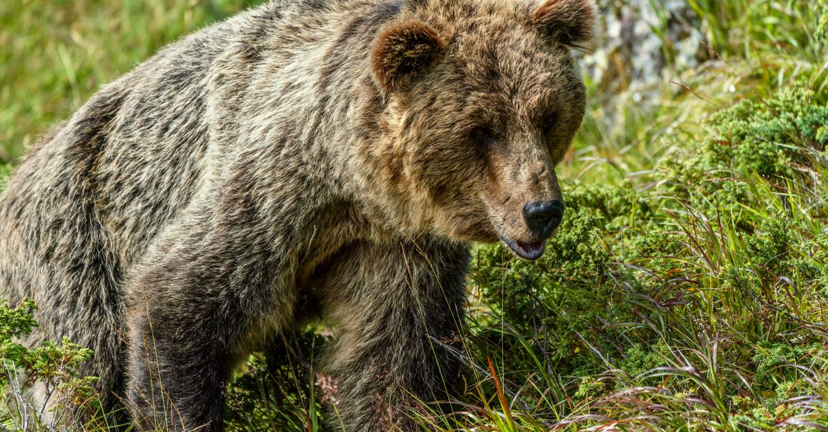 A detailed view of a grizzly bear roaming in the wilderness, surrounded by lush greenery.