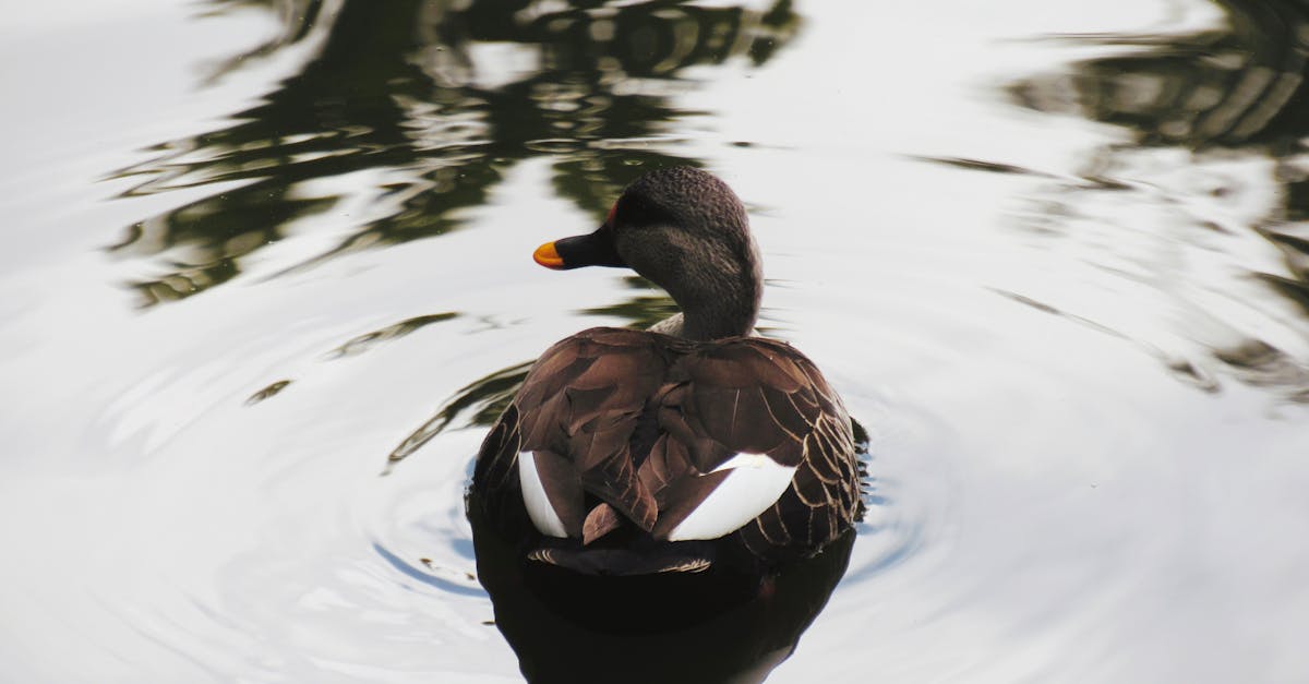 Captivating view of a spot-billed duck gracefully afloat in a tranquil Bengaluru lake.
