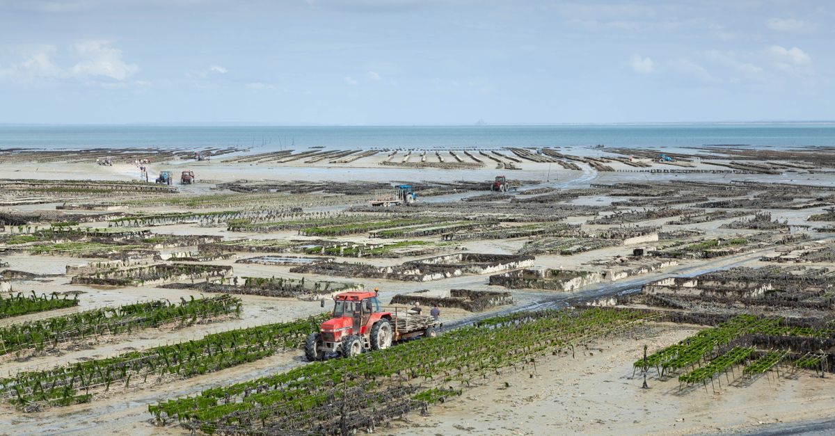 Expansive oyster farming fields in Cancale, Brittany during low tide, featuring a red tractor.