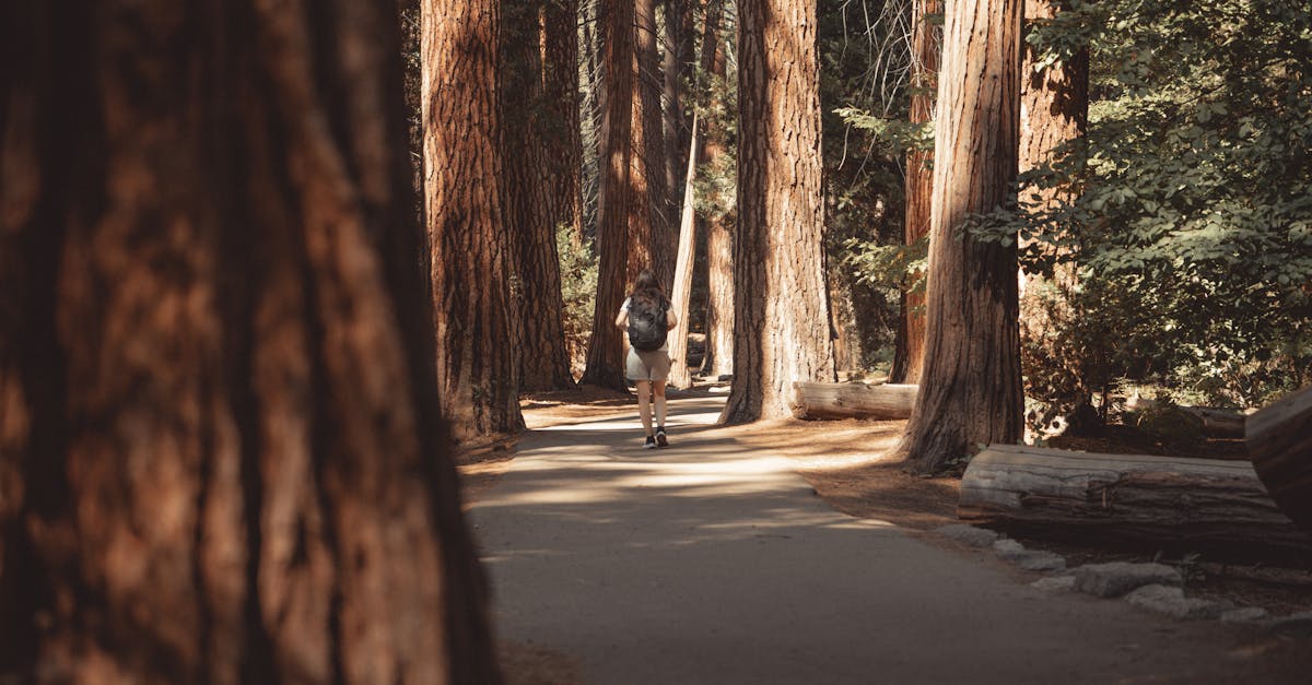 A lone hiker walks through towering sequoias in Yosemite Valley, capturing the essence of adventure.