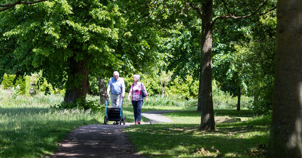 A senior couple enjoying a peaceful walk in a lush, green park path during summer.