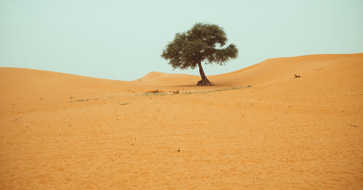 A solitary tree stands amidst sand dunes under a bright sky, symbolizing resilience.