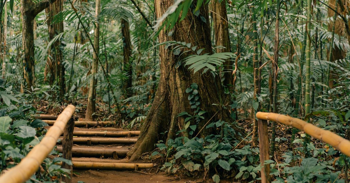 Explore a tranquil forest trail with bamboo railings surrounded by lush tropical vegetation.