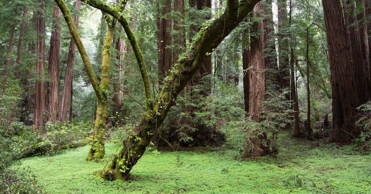 Lush green forest scene featuring towering redwoods and moss-covered trees in Muir Woods.