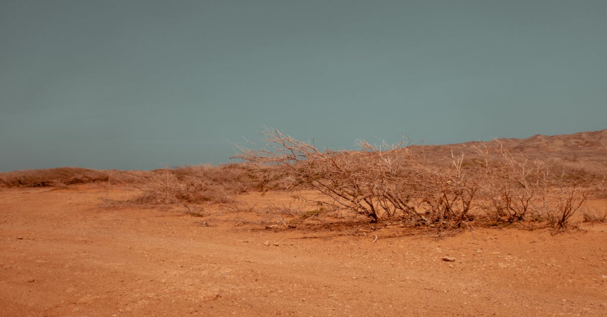 Arid desert terrain with sparse vegetation and a clear sky, showcasing a dry environment.