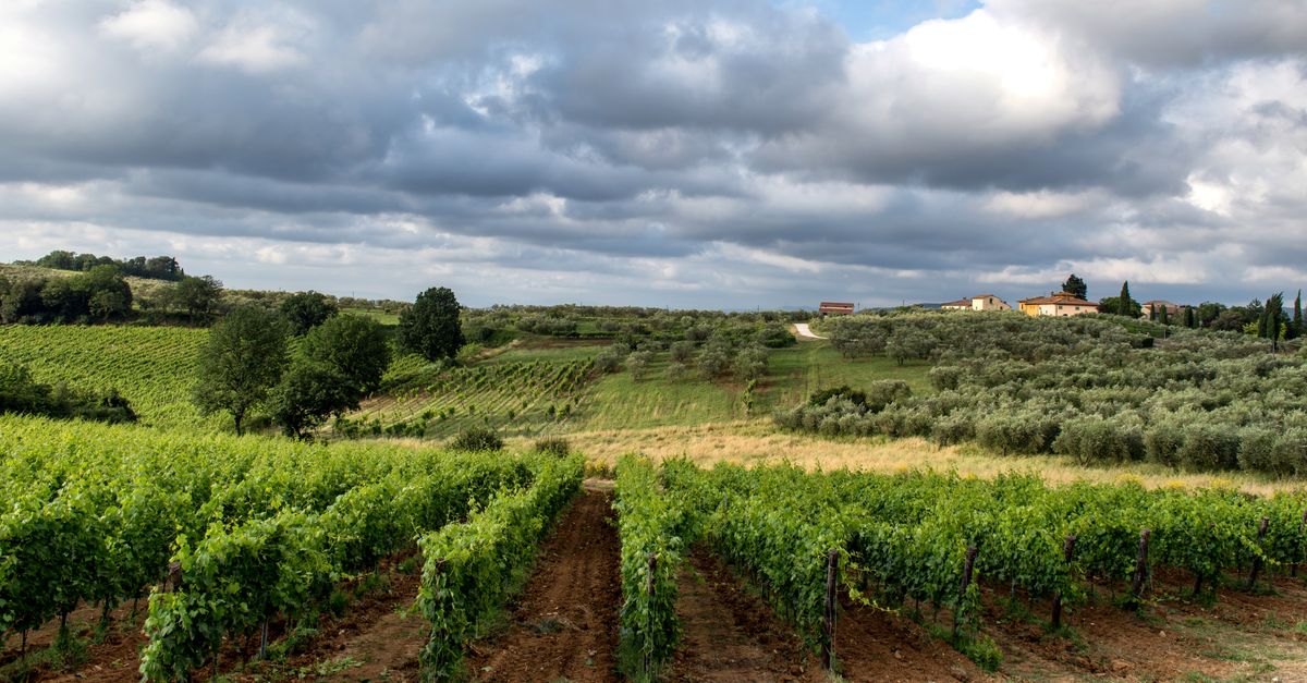 A scenic vineyard in Siena, Tuscany, showcasing lush vines under a dramatic cloudy sky.