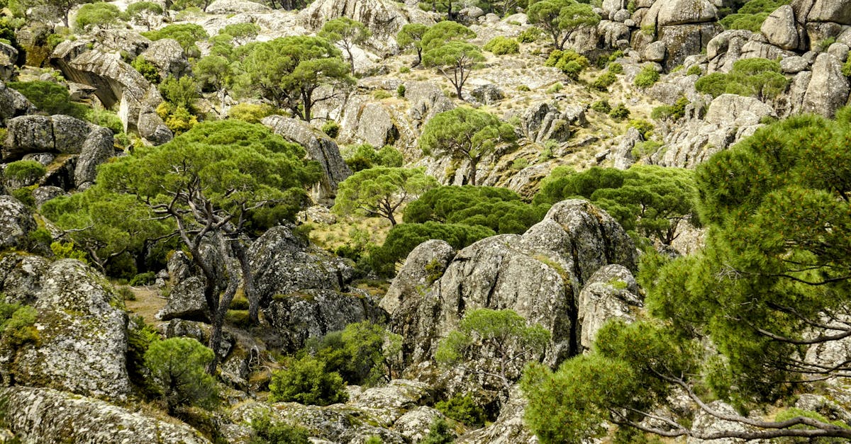 Explore a vibrant rocky wilderness filled with evergreen trees, shrubs, and dramatic natural formations.