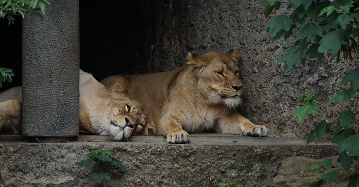 Two lionesses resting peacefully in a rocky outdoor enclosure.