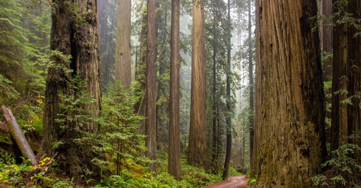Explore a misty morning trail through a majestic redwood forest. Nature's serenity awaits.