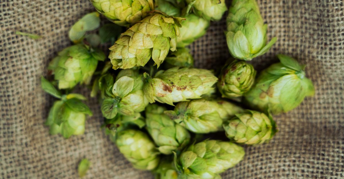 A detailed image of fresh green hops on burlap, ideal for brewing and beer-related themes.