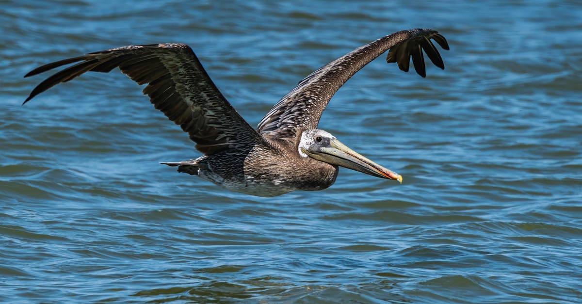 A pelican gracefully flying over the ocean, showcasing its wingspan against a clear blue sky.