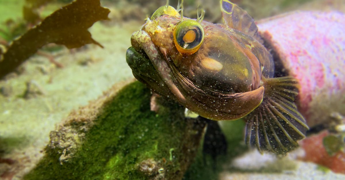 Close-up of unique aquatic fish in Monterey's vibrant underwater habitat.