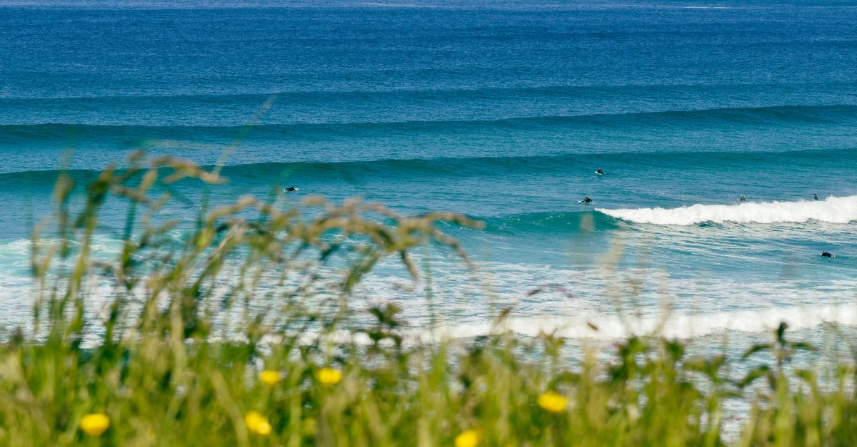 A beautiful view of surfers enjoying waves with flowers in the foreground.