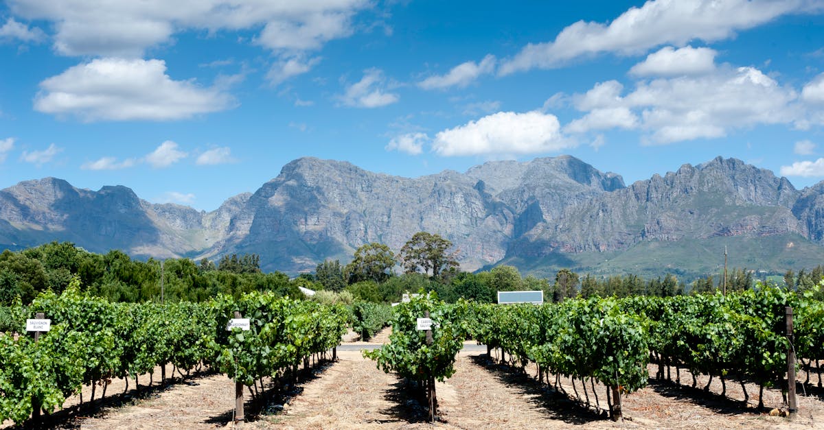 Vibrant vineyard with mountains in the background under a clear blue sky.
