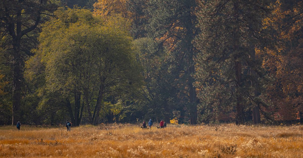 Hikers explore a scenic forest during autumn, surrounded by tall trees and golden foliage.