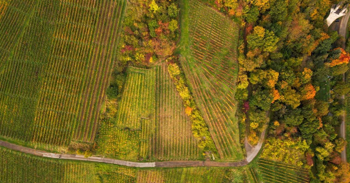 Aerial shot of vineyards and a forest with vibrant autumn colors, showcasing fall agriculture.