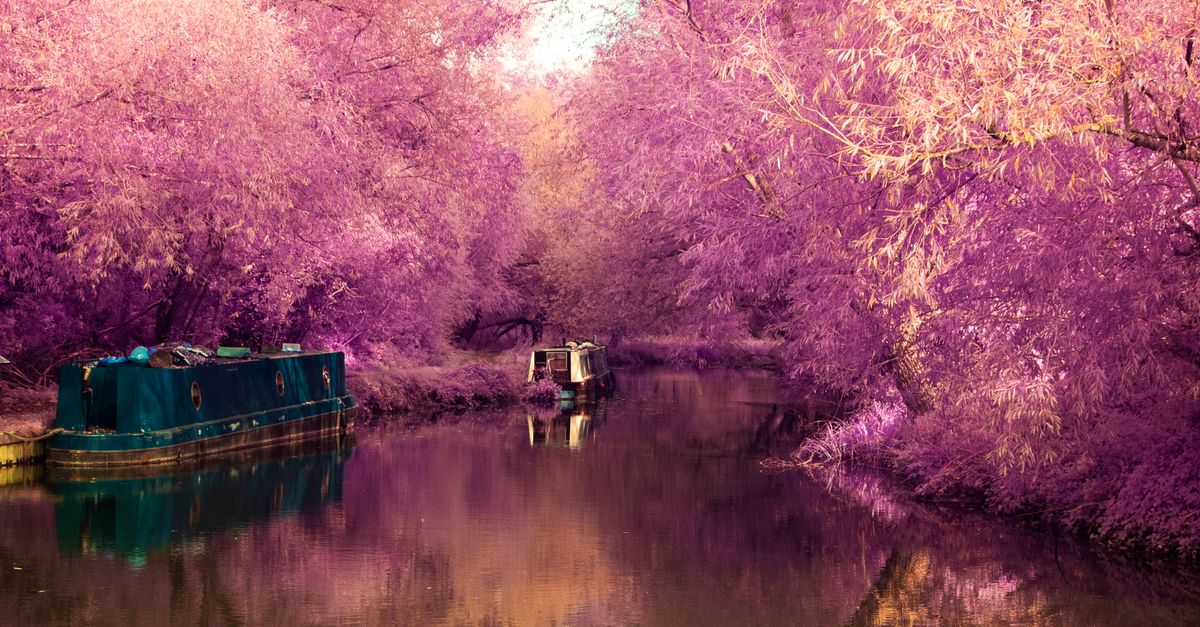 Infrared photo of a canal with boats and pink foliage in Sawbridgeworth, England.