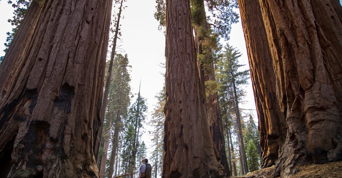 A hiker stands among giant redwood trees in a forest, showcasing nature's grandeur.