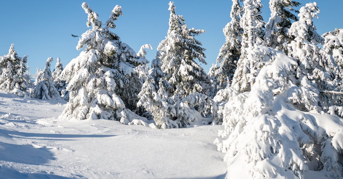 Serene winter landscape with snow-laden pine trees under a clear blue sky.