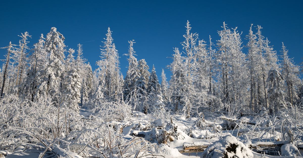 A tranquil snowy forest with frost-covered trees under a clear blue sky.