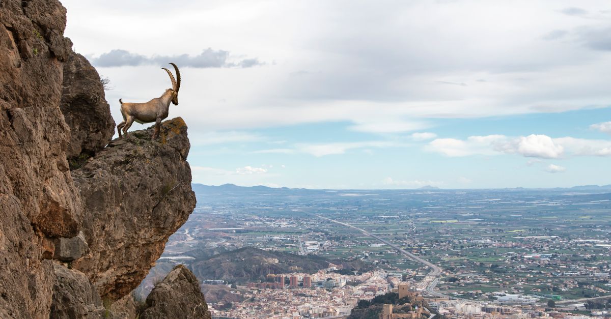 A majestic mountain goat perched on cliffs above a sprawling cityscape.