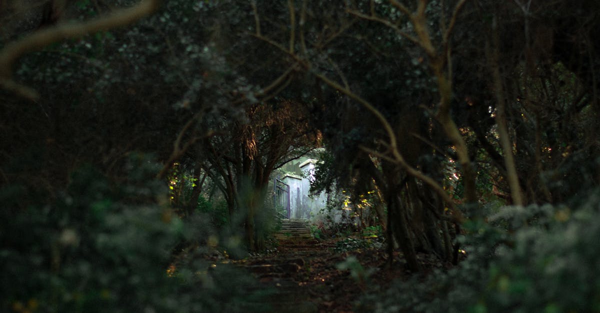 A mysterious pathway through dense forest leading to a hidden shrine, creating an atmospheric and mystical vibe.