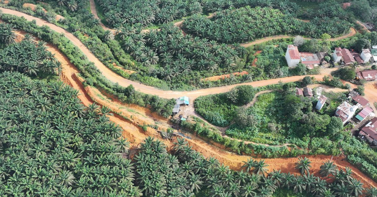 Aerial shot of a vibrant palm oil plantation and rural houses surrounded by greenery.
