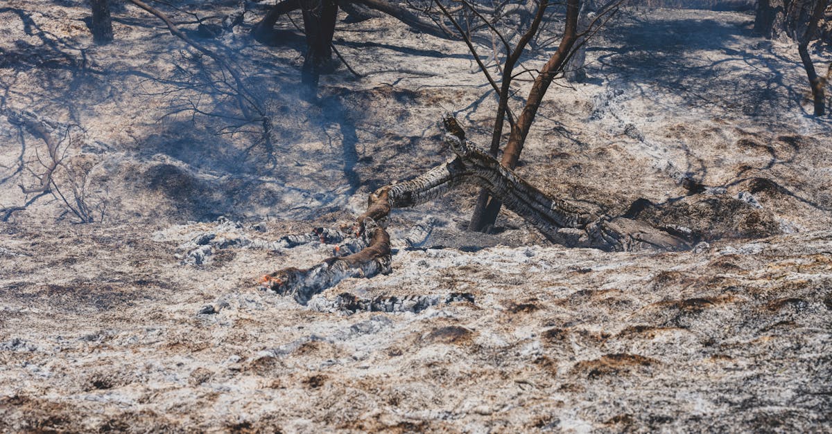 A dramatic scene revealing the charred aftermath of a devastating wildfire in a forest.