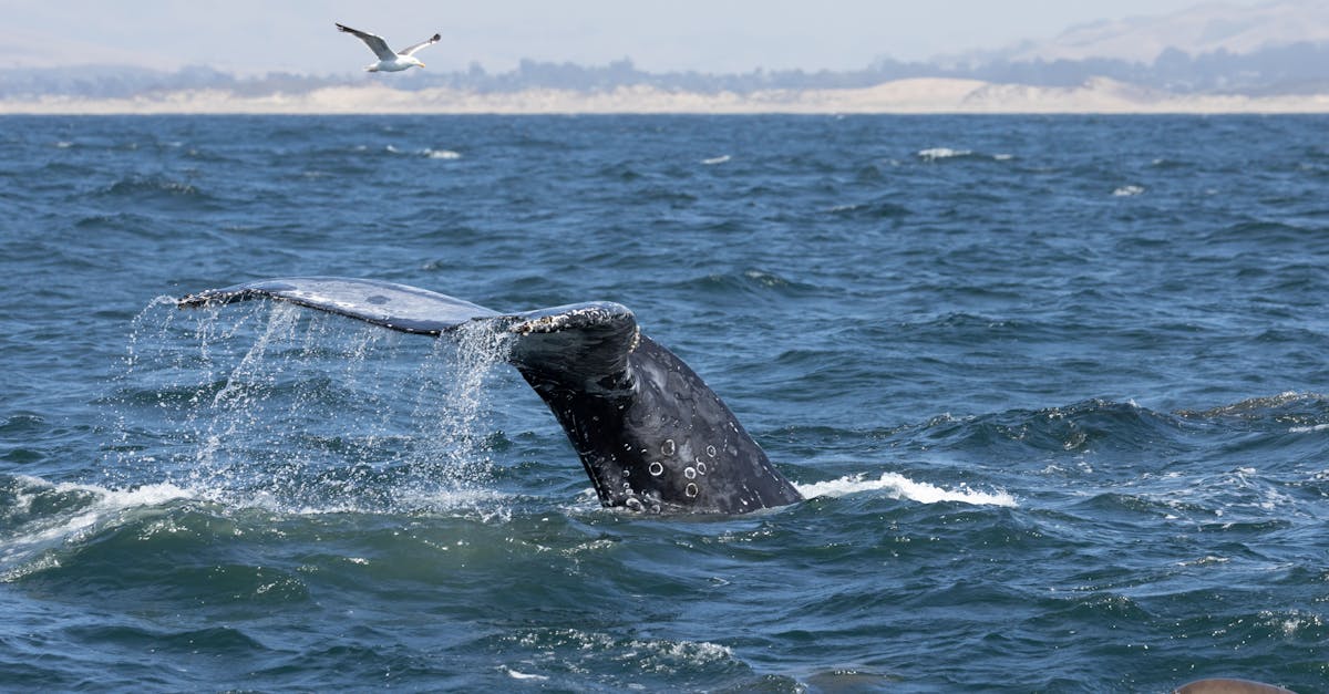 Humpback whale's tail emerges from ocean in scenic Morro Bay, California.
