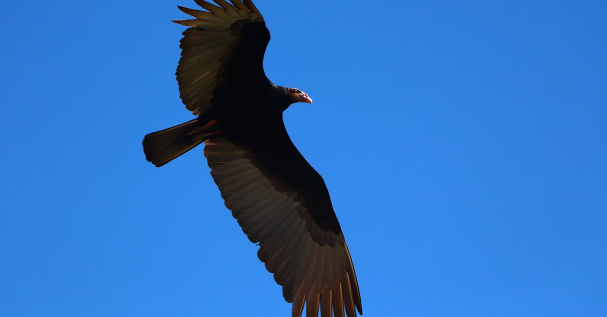 Turkey vulture gliding gracefully against a clear sky in Salto del Guairá, Paraguay.
