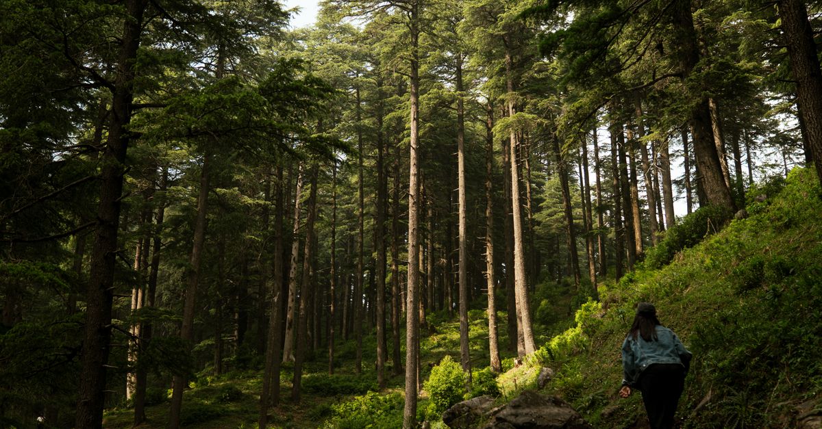 Explore the serene cedar forests in Dehradun, Uttarakhand, ideal for hikers.